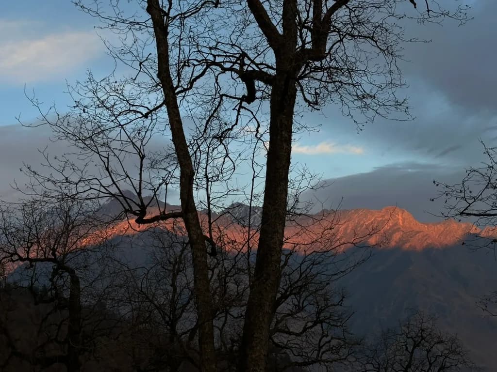 Sunset Through Trees